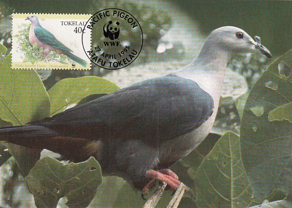 Tokelau 1995 Maxicard Sc #205 40c Pacific Imperial pigeon WWF