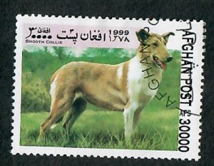 Afghanistan Smooth Collie Dog CTO single from 1999