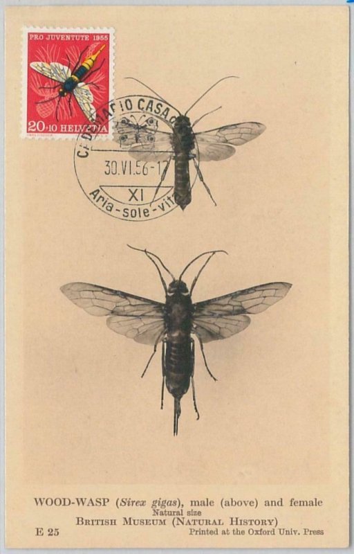 52705 - SWITZERLAND - MAXIMUM CARD - 1956 PRO JUVENTUTE Insects WASP-