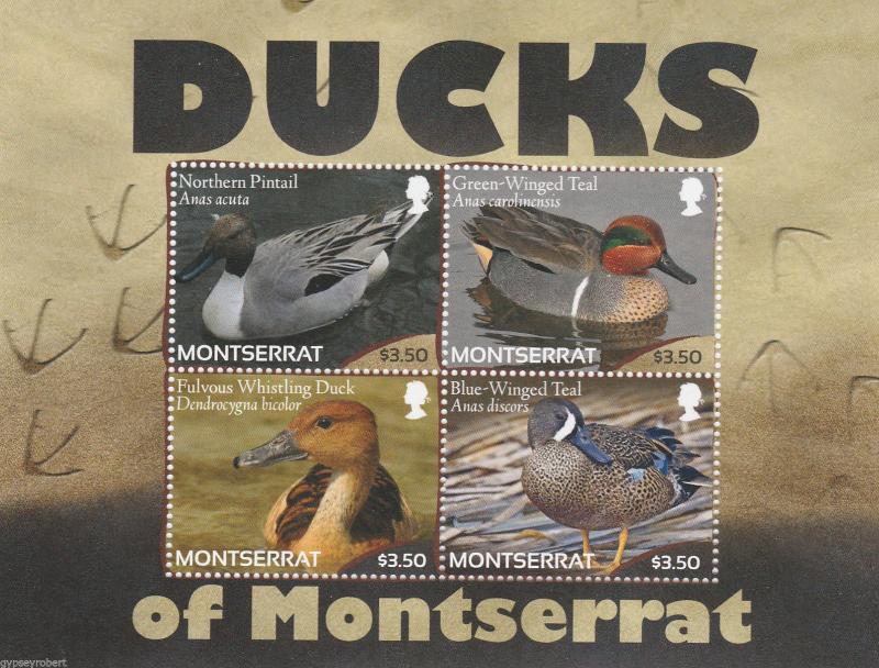 MONTSERRAT   Ducks