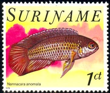 Tropical Fish, Shiny Apistogramma, Surinam stamp SC#504 MNH