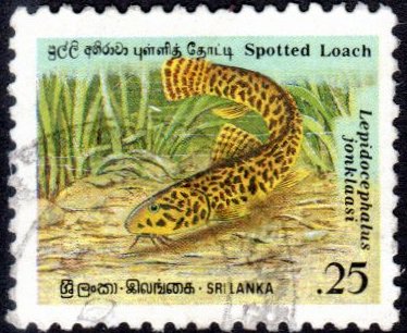 Sri Lanka 977 - Used - 25c Spotted Loach (1990)