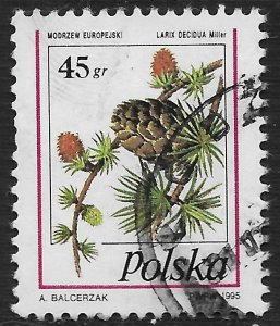 Poland #3231 45g Pine Cone - Larix Decidua