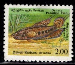 Sri Lanka #978 Ornate Paradise Fish - Used