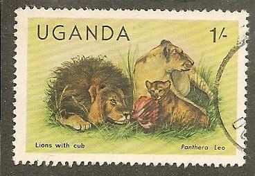 Uganda      Scott  284      Lions, Fauna    Used