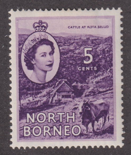 North Borneo 265 Cattle At Kota Belud 1954