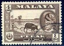 Ox, Rice Field, Malaya, Perak stamp SC#129 used