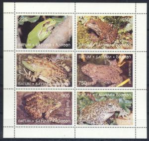 BATUM SHEET FROGS AMPHIBIANS