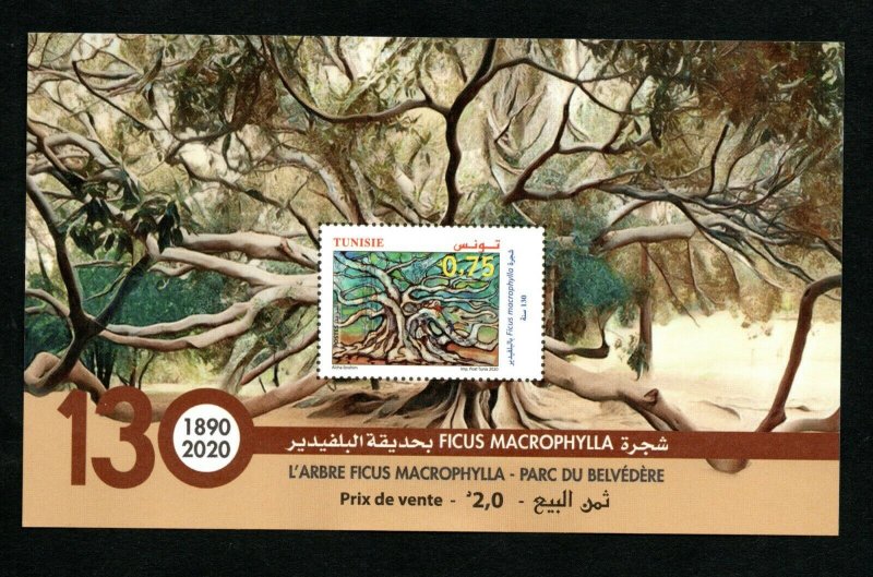 2020- Tunisia - Tree The Ficus Macrophylla at Belvedere Park- 130 years - Block 