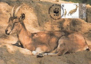 Armenia 1996 Maxicard Sc #540 70d Capra aegagrus goats Two running WWF