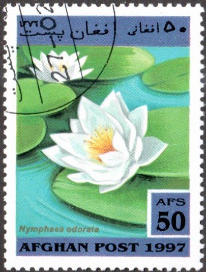 Afghanistan sw1767 - Cto - 50af Fragrant Water-lily (1997)