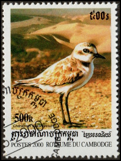 Cambodia 1977 - Cto - 500r Kentish Plover (2000)