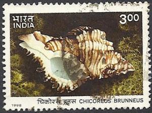 India. FU. Chicoreus brunneus Shell of Andamans Is. SC1730