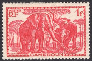 CAMEROUN SCOTT 241