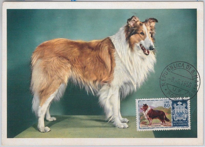 52684 - SAN MARINO - MAXIMUM CARD - 1957 ANIMALS: COLLIE-