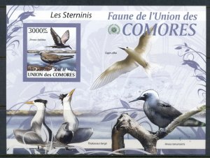 Comoro Is 2009 Birds, Terns MS IMPERF MUH