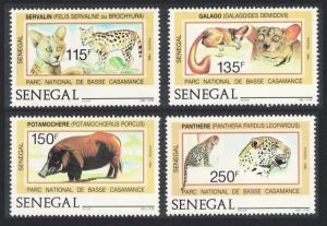 Senegal Serval Galagos Bush Pig Leopards Basse Casamance National Park 4v