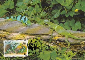 Tonga 1990 Maxicard Sc #754 57s Banded iguana WWF