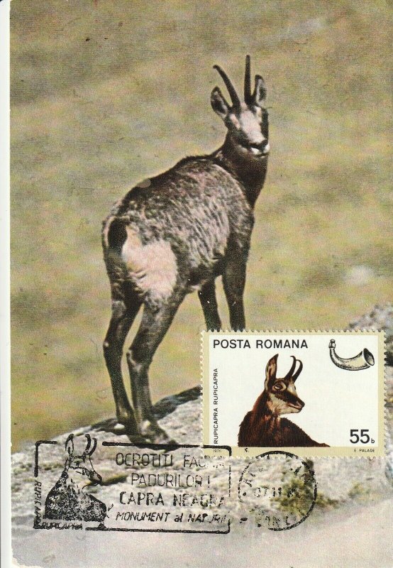 ROMANIA POSTCARD 1976 BLACK GOAT NATURE MOUNTAINS SPECIAL MARKING ANIMALS