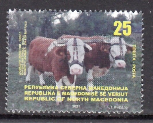 MACEDONIA 2021 ANIMALS WATER BUFFALO CATTLE FARM ANIMALS