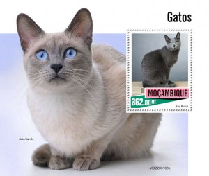 Mozambique Cats Stamps 2020 MNH Russian Blue Siamese Cat Domestic Animals 1v S/S