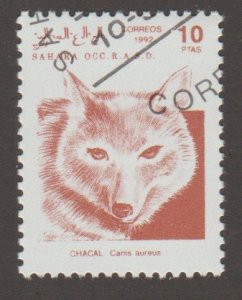 Western Sahara - Fox