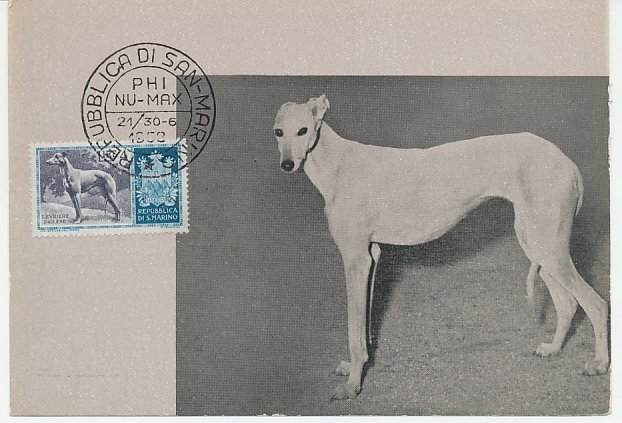 Maximum card San Marino 1958 Dog - Greyhound