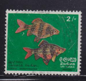 Sri Lanka 476  Black Ruby Barbs 1972