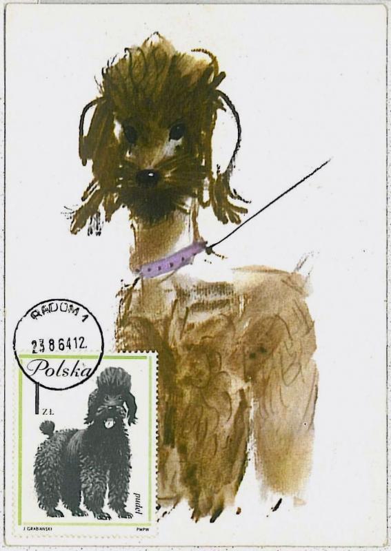 32364  MAXIMUM CARD - Animals DOGS : POLAND 1964 --- Poodle