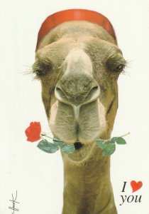 11082 Ansichtskarte Postcard CAMEL HUMOR TUNISIA