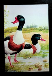 ISRAEL - DUCK STAMP OF 1996 IN PRESENTATION FOLDER - (AF24)