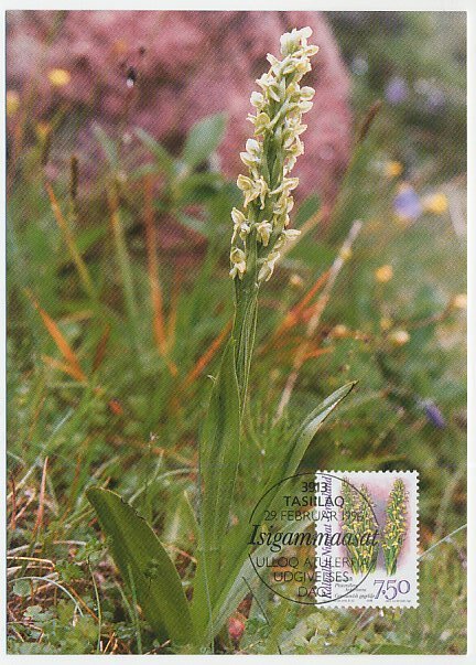 Maximum card Greenland 1996 Orchid