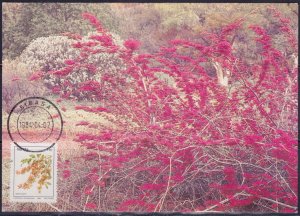 South Africa- Venda, 1984, Flora, Flame Creeper, 11c, Maximum Postcard, cto,++