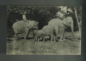 1911 Ceylon RPPC postcard Cover to Vietnam Elephants and Tamils