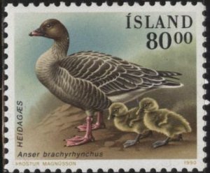 Iceland 687 (mnh) 80k pink-footed goose (Anser brachyrhynchus) (1990)