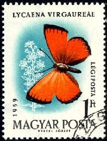 Butterfly, Lycaena Virgaureae, Hungary stamp SC#C206 Used