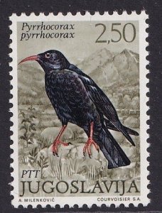 Yugoslavia   #1104  MNH 1972  birds 2.50d  red-billed chough