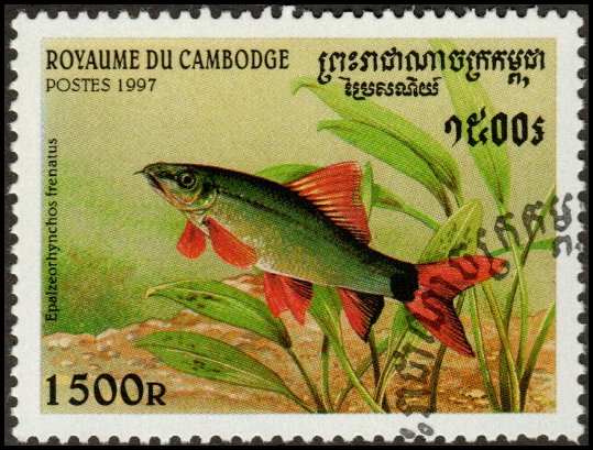 Cambodia 1673 - Cto - 1500r Rainbow Shark (1997)