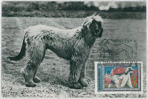 32367 - HUNGARY - MAXIMUM CARD: animals DOG DOGS: 1972 - Afghan Hound-