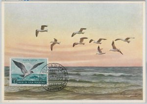 52660 - SAN MARINO - MAXIMUM CARD - ANIMALS BIRDS SEAGULLS 1959-