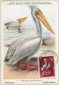 52633 - SOMALIA - MAXIMUM CARD - ANIMALS BIRDS PELICAN 1959-