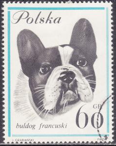 Poland 1119 French Bulldog 60Gr 1963