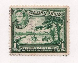 British Guiana     230     used