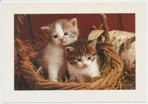 Postal stationery Sweden 2001 Cat - Kittens