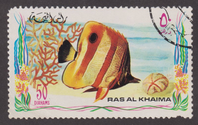 UAE Ras Al Khaimah Unlisted Tropical Fish