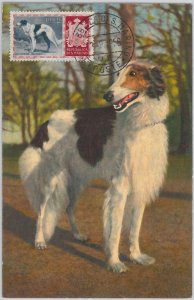 52678 - SAN MARINO - MAXIMUM CARD - ANIMALS dog BORZOI 1956-