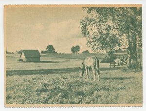 Fieldpost postcard Germany 1943 Horse - Ostland - WWII