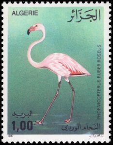 Algeria 1987 Sc 849-852 Birds Flamingo Swamphen Kite CV $7