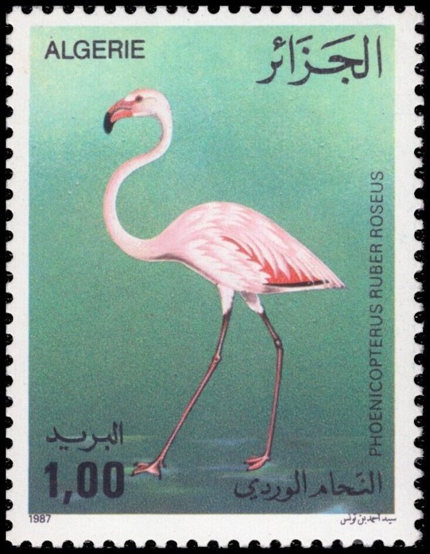 Algeria 1987 Sc 849-852 Birds Flamingo Swamphen Kite CV $7