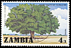 Zambia 157, used, World Forestry Day, Sycamore Fig